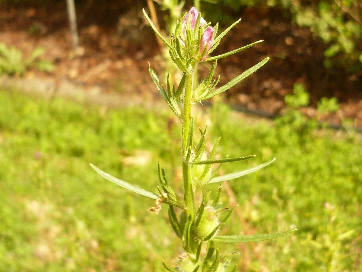 Misopates orontium (Plantaginaceae)